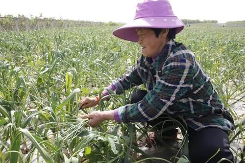 邳州蒜苔价格最新行情分析